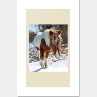 Wild horses, wildlife, gifts, Assateague Island, Wild Beauty Posters and Art